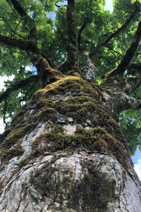 Baum1